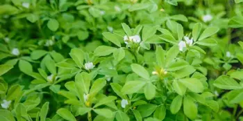 Pískavice/ Řecké seno (Trigonella foenum-graecum)