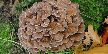 Trsnatec lupenitý (Grifola frondosa) / Maitake