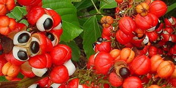 Guarana  - paulinie opojná (Paullinia cupana) 