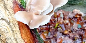Hlíva ústřičná (Pleurotus ostreatus)