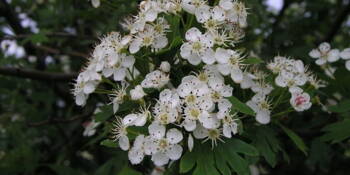 Hloh obecný   ( (Crataegus oxyacantha))