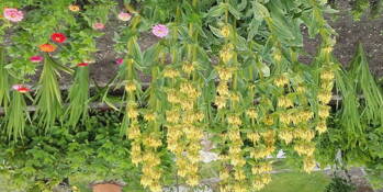 Hořec žlutý (Gentiana lutea) 