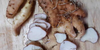 Jam čínský (Dioscorea batata) Yam