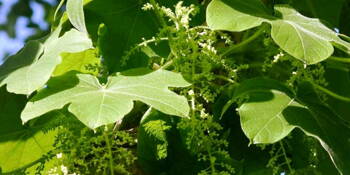 Kolombo - chebule dlanitá (Jateorhiza palmata) 
