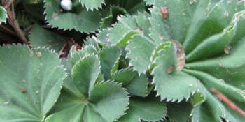 Kontryhel obecný (Alchemilla vulgaris)