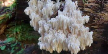 Korálovec ježatý (Hericium erinaceus)