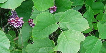 Kudzu (Pueraria lobata)
