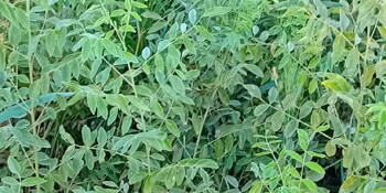 Lékořice lysá (Glycyrrhiza glabra) 