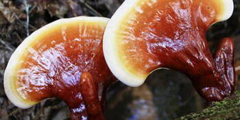 Lesklokorka lesklá (Ganoderma lucidum) / Reishi