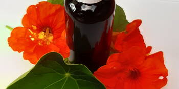 Lichořeřišnice větší (Tropaeolum majus)