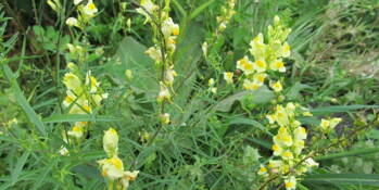 Lnice květel (Linaria vulgaris)