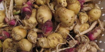 Maca peruánská (Lepidium meyenii) Řeřicha peruánská