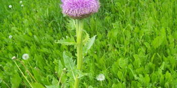 Maralí kořen (Leuzea carthamoides ) 