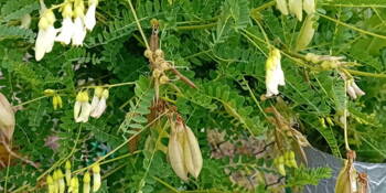 Kozinec blanitý  ( Astragalus membranaceus) Žlutý císař
