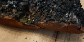 Rezavec šikmý Čaga ( (Inonotus obliguus)