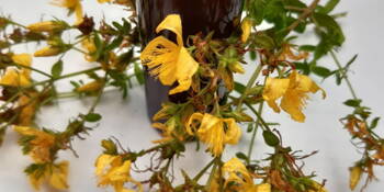 Třezalka tečkovaná  ( Hypericum perforatum ) 