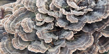 Outkovka pestrá (Coriolus vesicolor)