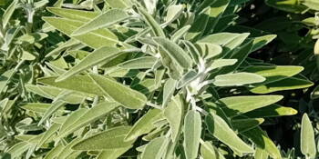 Šalvěj lékařská ( Salvia officinalis)