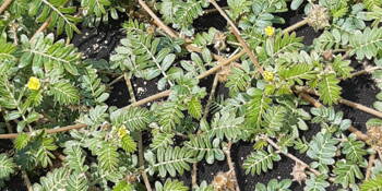 Kotvičník zemní (Tribulus terrestris)