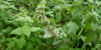 Muňa muňa (Minthostachys setosa)