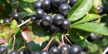 Aronie - černý jeřáb (Aronia prunifolia)