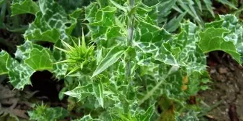 Ostropestřec mariánský (Silybum marianum)