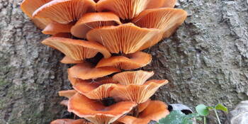 Penízovka sametonohá Enoki ( Flammulina velutipes) Dong Gu/Jin Zhen Gu