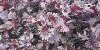 Perila křovitá (Perilla frutescens) 