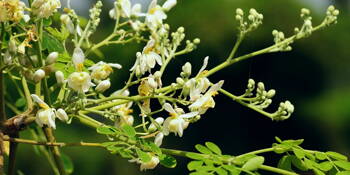 Moringa oleodárná  (Moringa oleifera)