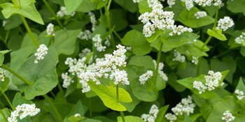 Pohanka obecná (Fagopyrum esculentum)