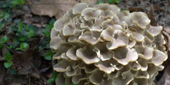 Choroš oříš (Polyporus umbellatus) / Zhuling