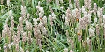 Psillium Jitrocel indický/ vejčitý  (Plantago ovata)