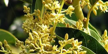 Muira puama (Ptychopetalum olacoides, Liriosma ovata)