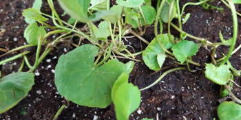 Pupečník asijský (Centella asiatica) Gotukola, Brahmi