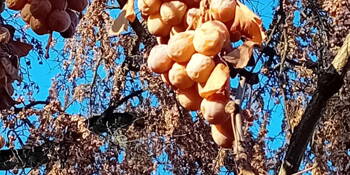 Ginkgo biloba (Jinan dvoulaločný)