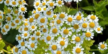 Řimbaba obecná (Pyrethrum parthenium )