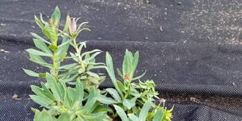 Rozchodnice růžová (Rhodiola rosea)