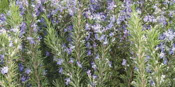Rozmarýna lékařská (Rozmarinus officinalis)