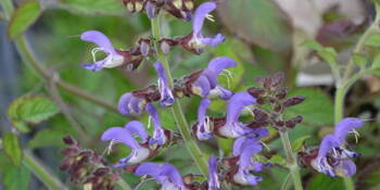 Šalvěj červenokořenná (Salvia miltiorrhizae )- Danshen