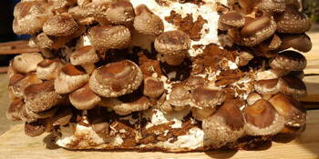 Houževnatec jedlý (Lentinula edodes) / Shiitake