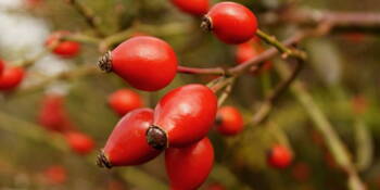 Šípek (Růže šípková, Rosa canina)