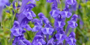 Šišák bajkalský (Scutellariae baicalensis )