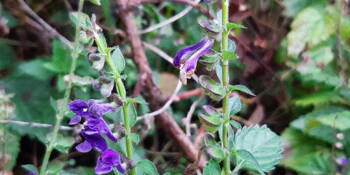 Šišák straňokvěty  (Scutallaria lateriflora)