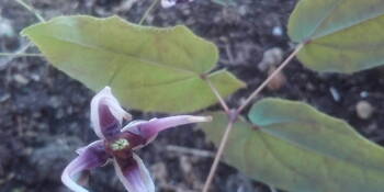 Škornice šípolistá (Epimedium sagittatum)