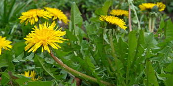Smetánka lékařská (Taraxakum officinale)