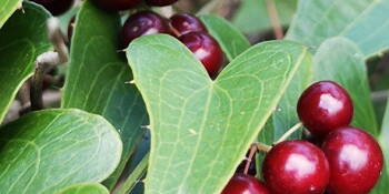 Smilax lékařský  - Sarsaparilla (Smilax officinalis