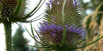 Štětka soukenická (Dipsacus sativa)