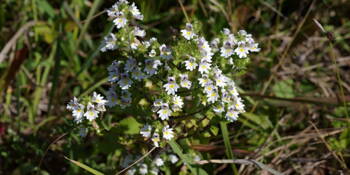 Světlík lékařský (Euphrasia officinalis)
