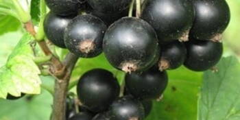 Rybíz černý (Ribes nigra)