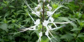 Trubkovec tyčinkový (Orthosiphon stamineus)